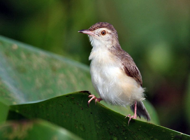 File:Plain Prinia I IMG 7615.jpg