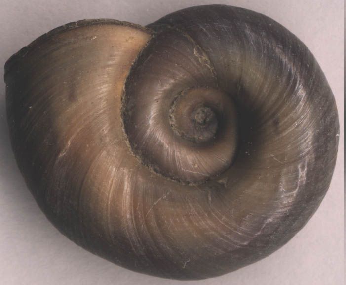 File:Planorbarius corneus bottom.jpg