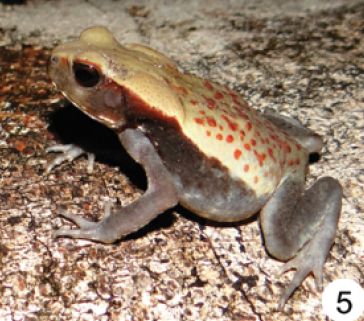 File:Rhaebo guttatus (10.3897-zookeys.762.22634) Figure 3 (cropped).jpg