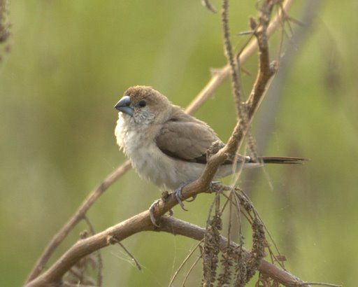 File:Silverbill.jpg