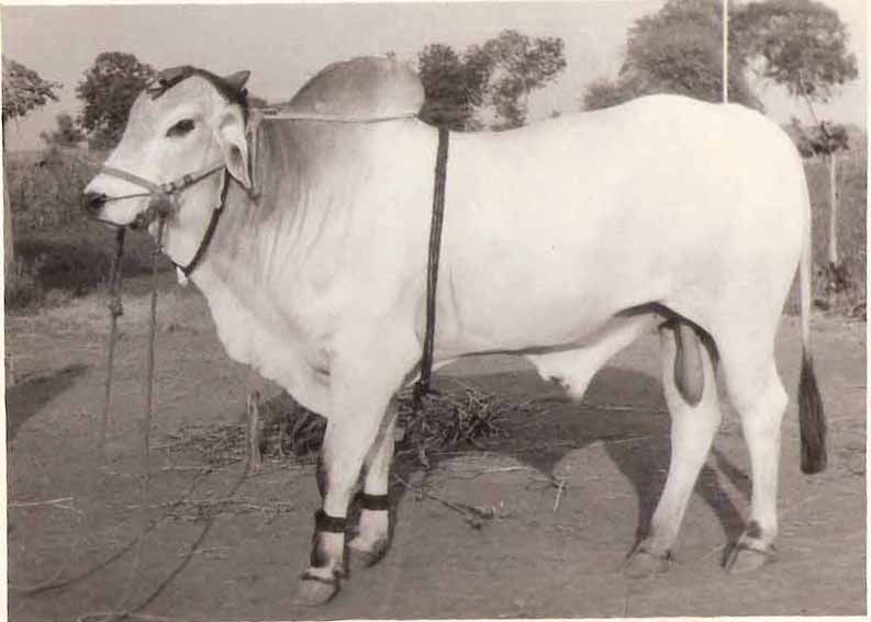 File:The Ongole Bull of Moses.jpg