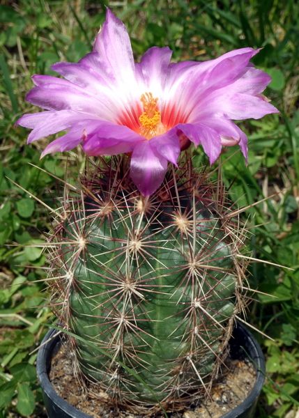 File:Thelocactus bicolor.jpg