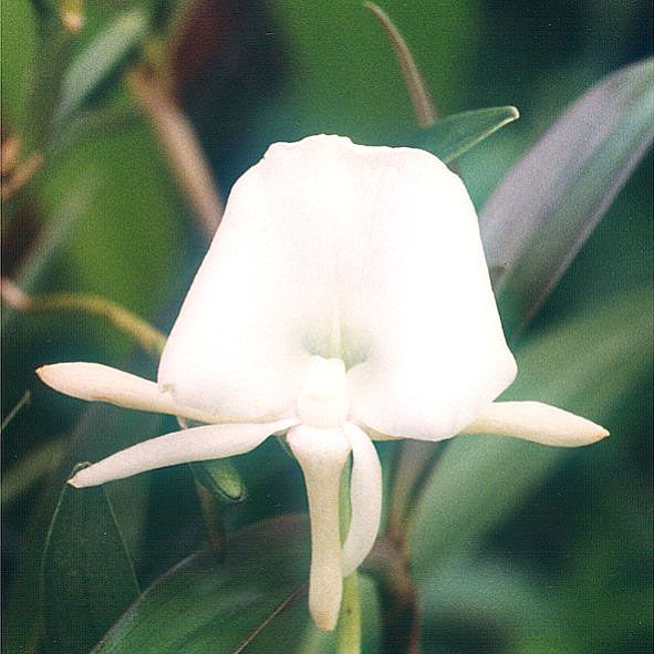 File:Angraecum-scottianum.jpg