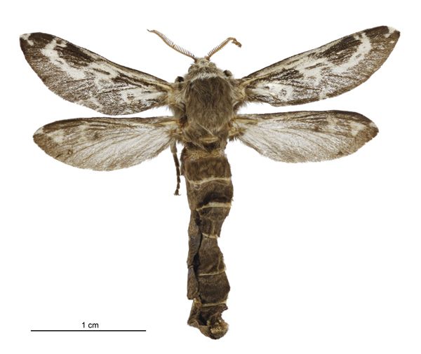 File:Aoraia senex female.jpg