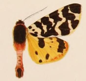 File:Atlantarctia tigrina tigrina.JPG