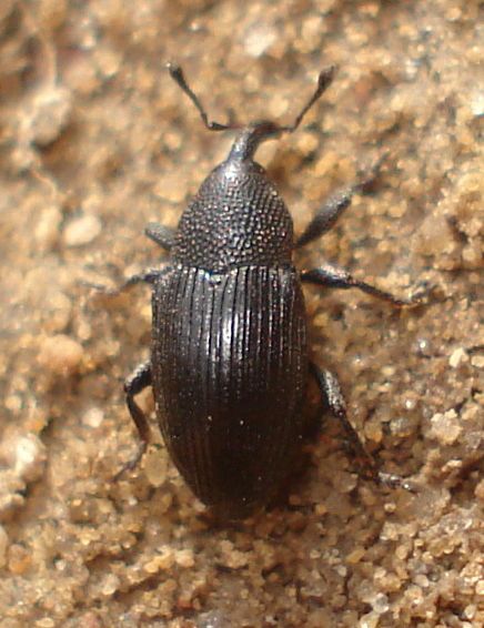 File:Baris artemisiae 01.JPG