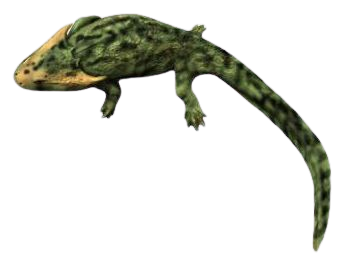 File:Batrachiderpeton NT.png