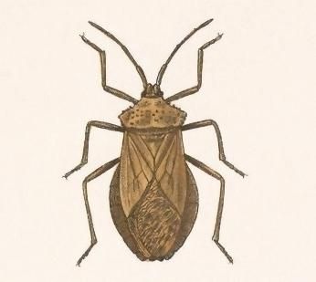 File:Biologia Centrali-Americana - Spartocera granulata.jpg