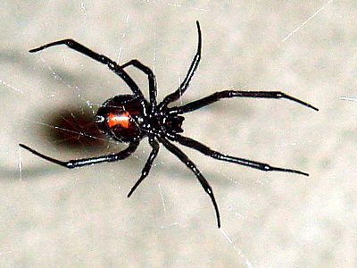 File:Black Widow 11-06.jpg