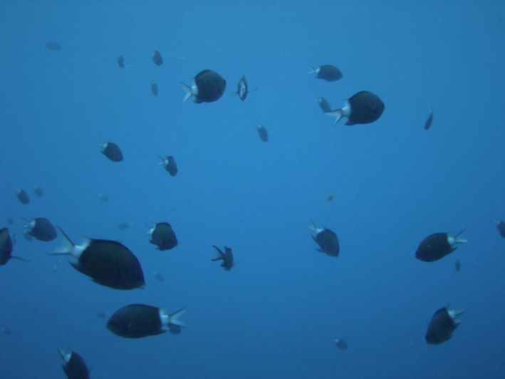 File:Chromis chrysura.jpg