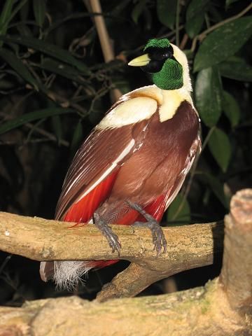 File:CpZ Paradisaea rubra 00.jpg