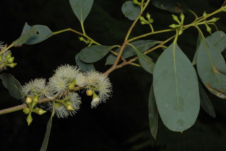 File:Eucalyptus camphora subsp. camphora flowers.jpg