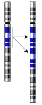 File:Gene-duplication cropped.png