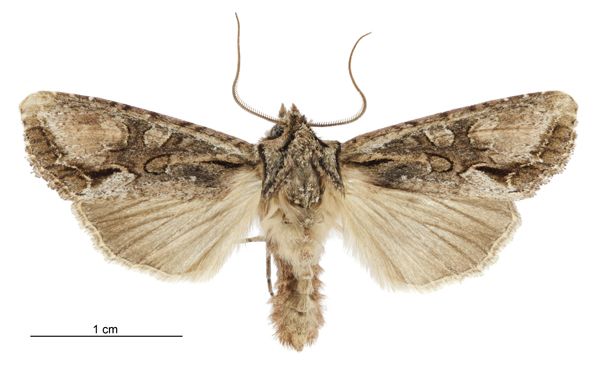 File:Graphania mutans male.jpg