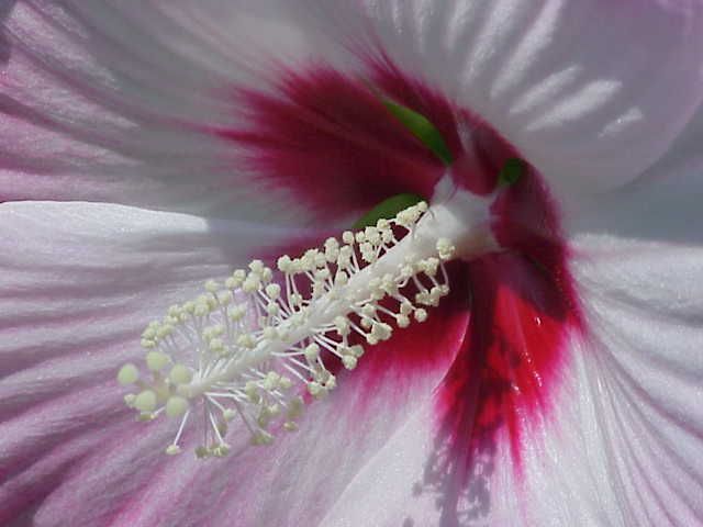 File:Hibiscus moscheutos3.jpg