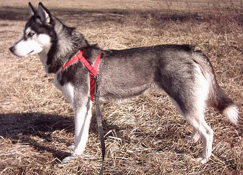 File:Husky.jpg