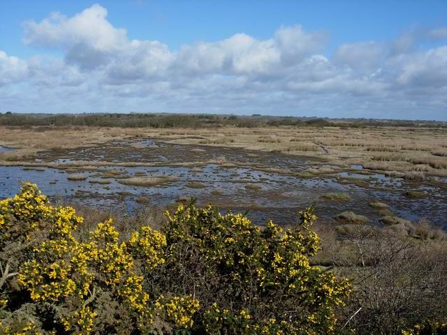 File:Keyhaven Marshes - geograph.org.uk - 145590.jpg