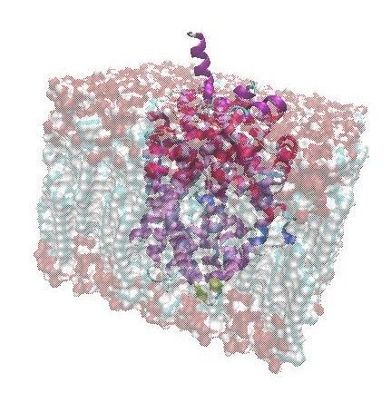 File:MEMBRANE.jpg