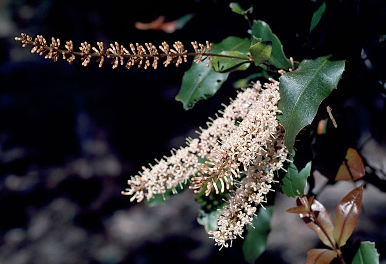 File:Macadamia ternifolia.jpg