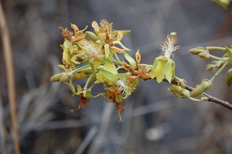 File:Nayariophyton zizyphifolium.jpg