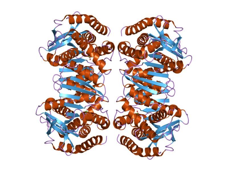 File:PDB 1mld EBI.jpg