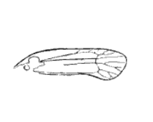 File:Ptysmaphora fletcheri Scudder 1895 pl1 Fig6.png