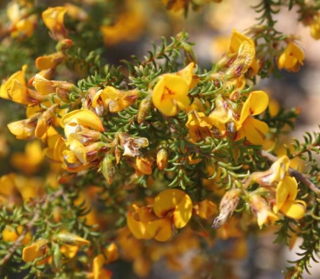 File:Pultenaea graveolens.jpg