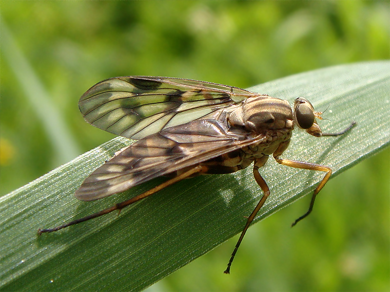 File:Rhagio sp.png