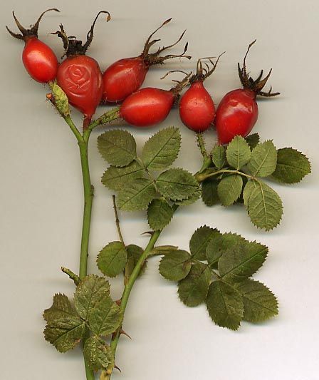 File:Rosa rubiginosa hips.jpg