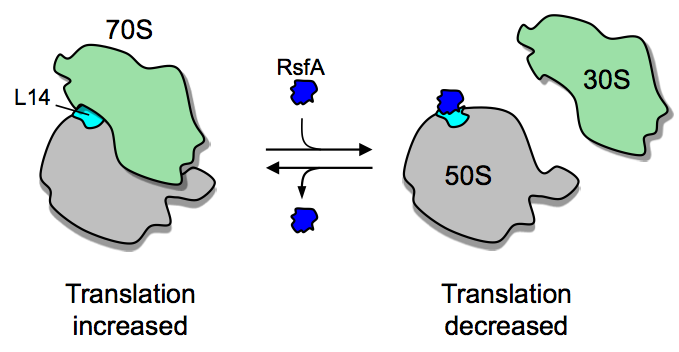 File:RsfS mechanism.png