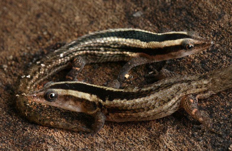 File:Sphaerodactylus cochranae.jpg