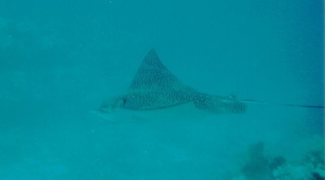 File:Spotted Eagle Ray 2 Molasses Reef 1999.jpg