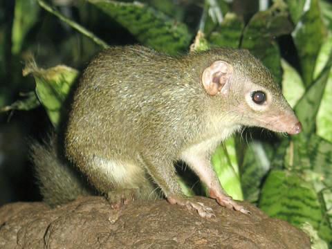 File:Stavenn Tupaia glis 00.jpg