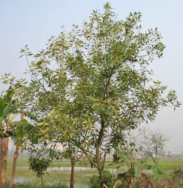 File:Tree in Kolkata W IMG 4582.jpg