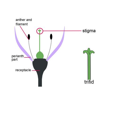 File:Trifid Stigma.jpg