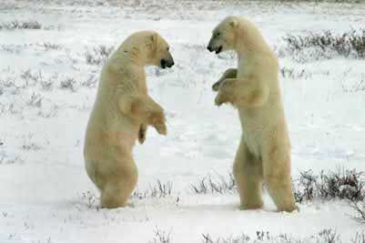 File:Two polar bears sparring.jpg