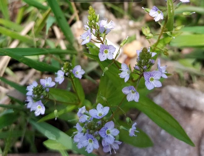 File:Veronica anagallis-aquatica 1 jpg.jpg