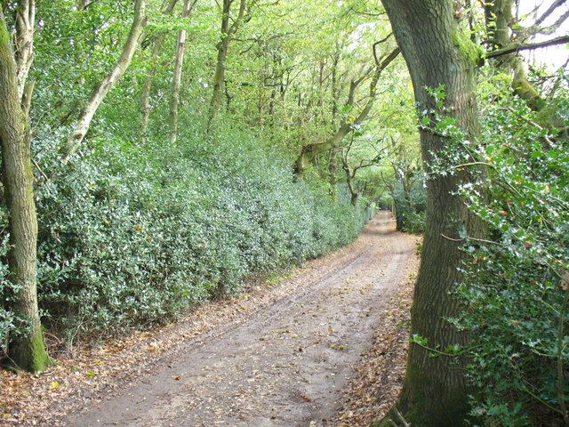 File:"Holly Wood" - geograph.org.uk - 264219.jpg