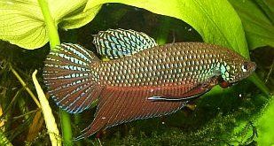 File:Betta smaragdina male1.jpg