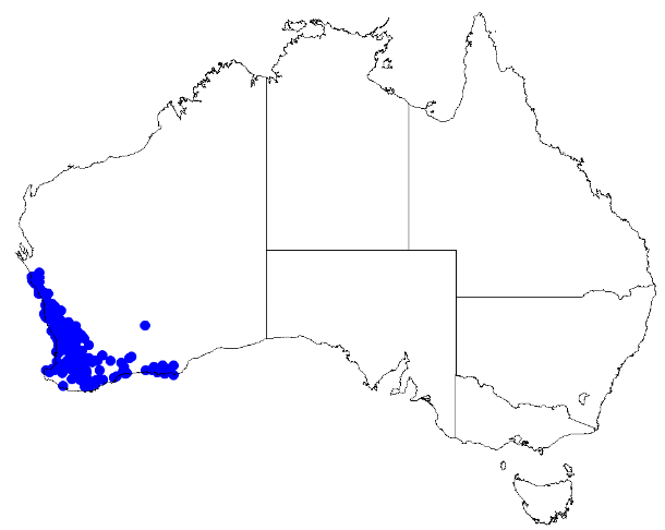 File:Boronia ramosa DistMap98.png