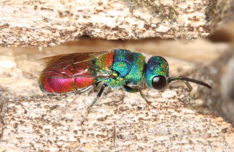 File:Chrysis scutellaris.jpg