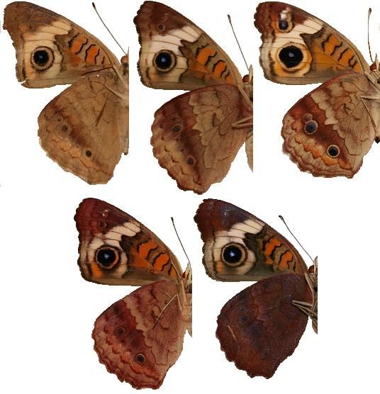 File:Common Buckeye variation, Megan McCarty75.JPG