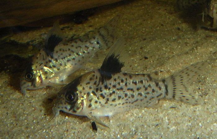 File:Corydoras leucomelas 32133573.jpg