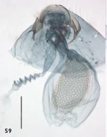 File:Ectoedemia heckfordi female genitalia2.JPG