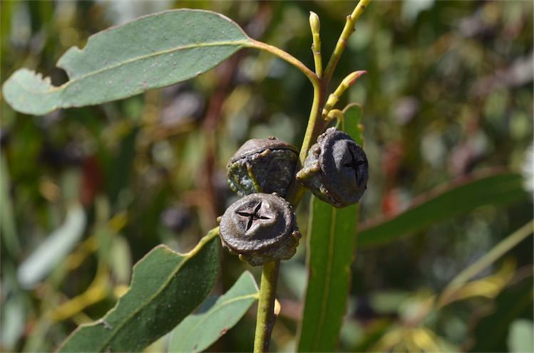 File:Eucalyptus globulus globulus fruit.jpg