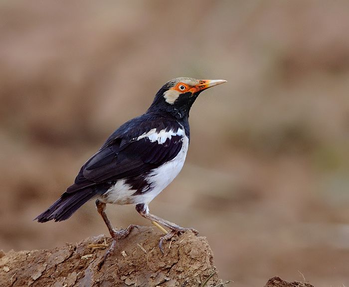 File:Gracupica contra by shrikant rao.jpg