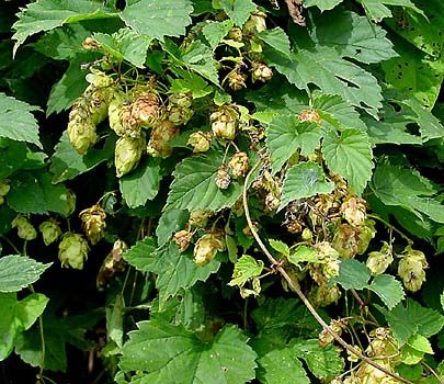 File:Humulus.jpg