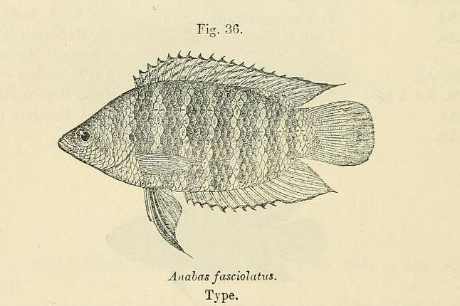 File:Microctenopoma fasciolatum.jpg