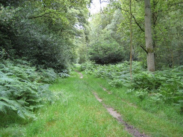 File:Naphill Common - geograph.org.uk - 887999.jpg