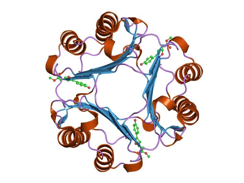 File:PDB 1ljt EBI.jpg